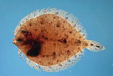 Twospot flounder httpsuploadwikimediaorgwikipediacommonsthu
