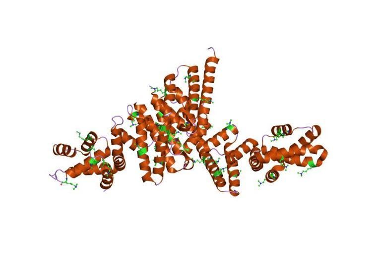 TyeA protein domain