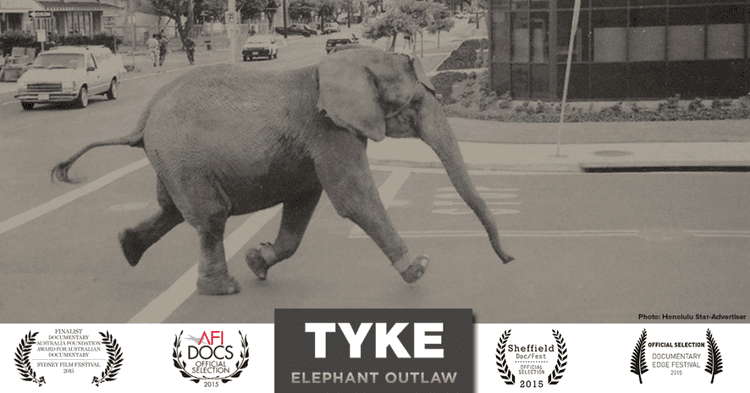 Tyke (elephant) Tyke Elephant Outlaw to screen at international festivals