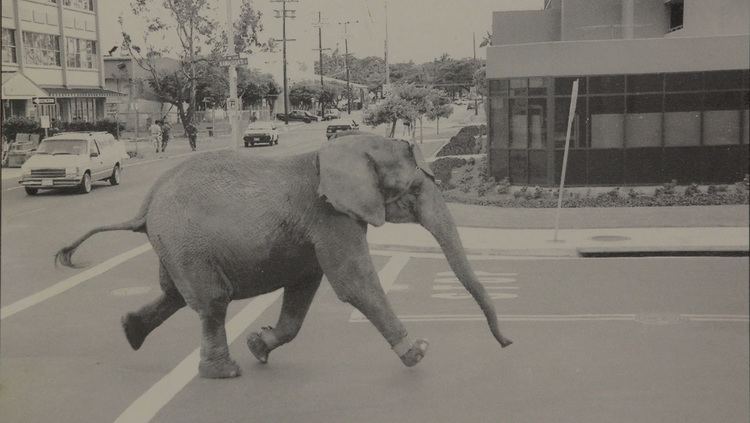 Tyke (elephant) Tyke Elephant Outlaw39 Film Review Hollywood Reporter