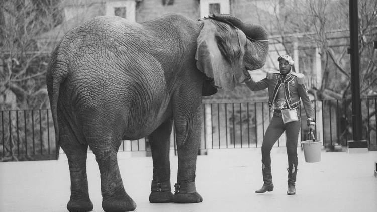 Tyke (elephant) Tyke Circus Elephant on a Rampage in Honolulu in 1994