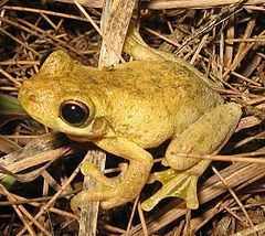 Tyler's tree frog httpsuploadwikimediaorgwikipediacommonsthu