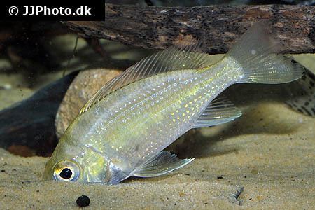 Tylochromis fish species Category Africa Various Cichlids Image