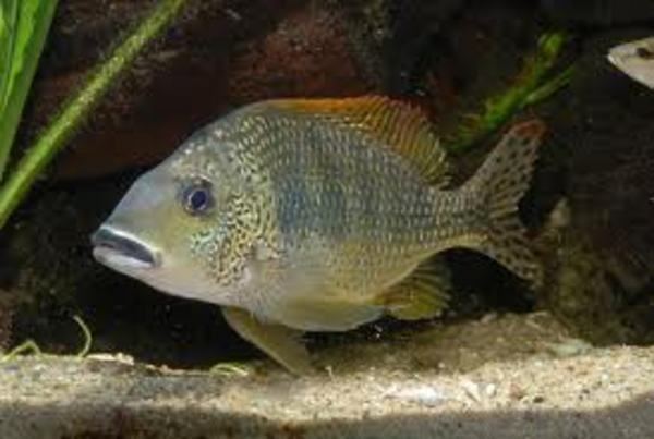Tylochromis group of four rare tylochromis lateralis at Aquarist Classifieds