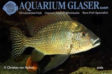 Tylochromis German bred Tylochromis lateralis in stock imported from the Congo