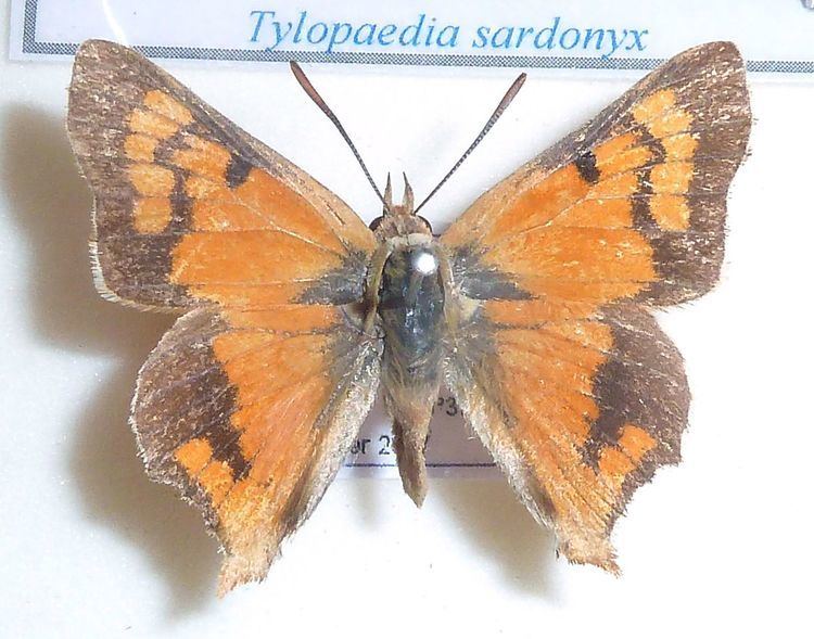 Tylopaedia