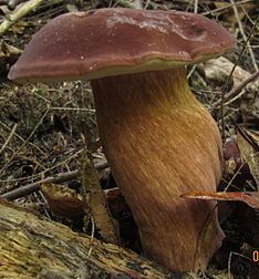 Tylopilus badiceps httpsuploadwikimediaorgwikipediacommonsthu