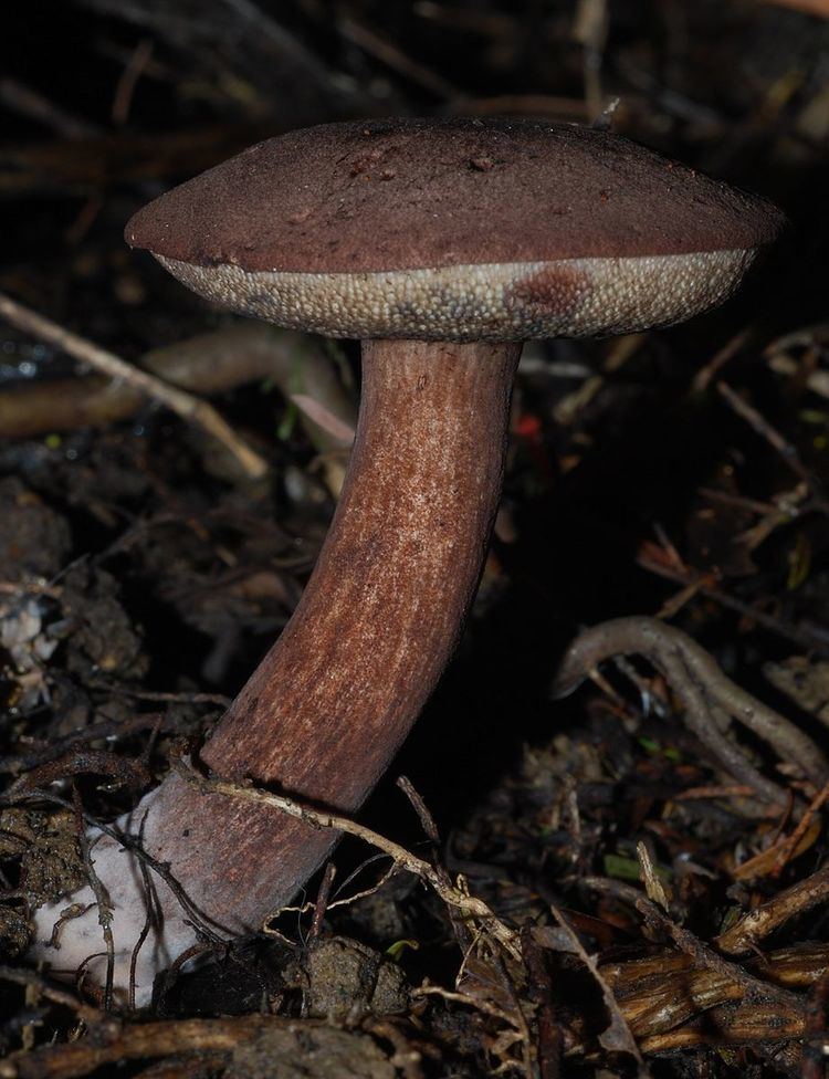 Tylopilus brunneus