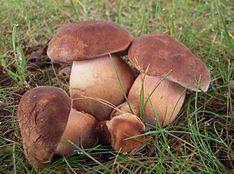 Tylopilus ferrugineus httpsuploadwikimediaorgwikipediacommonsthu