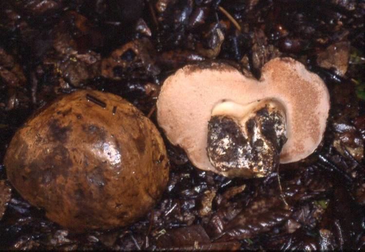Tylopilus humilis