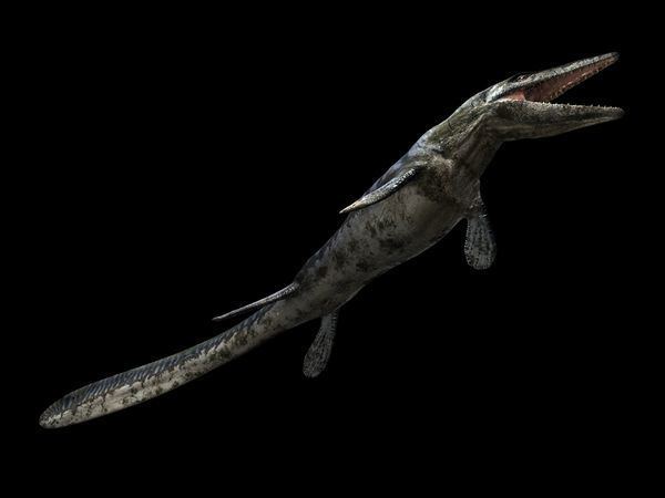 Tylosaurus imagesnationalgeographiccomwpfmedialivephoto
