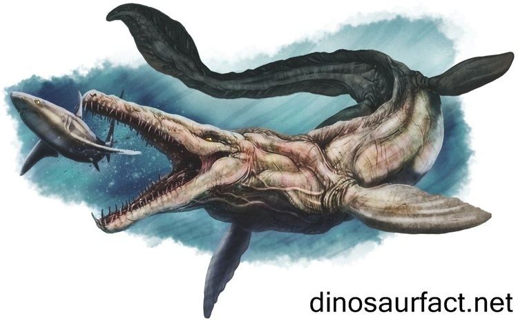 Tylosaurus Tylosaurus dinosaur