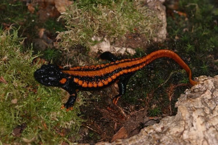 Tylototriton Tylototriton kweichowensissp Caudataorg Newt and Salamander Forum
