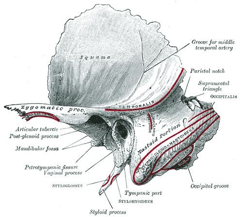 Tympanic part of the temporal bone