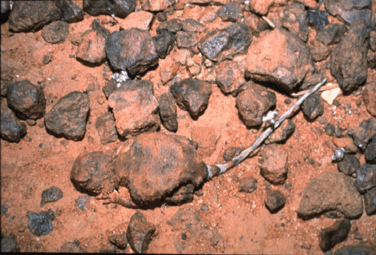 Tympanocryptis Pebblemimic Blotchtailed Earless Dragon Tympanocryptis cephalus