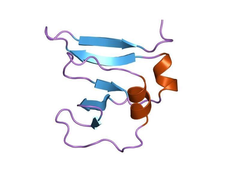 Type I topoisomerase