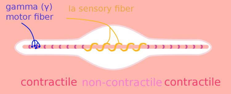Type Ia sensory fiber