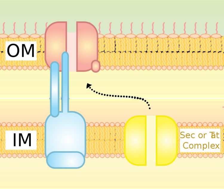 Type II secretion system