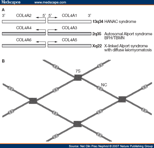 Type IV collagen imgmedscapecomfullsizemigratededitorialjourn