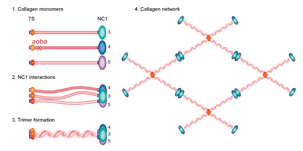 Type IV collagen MutagenetixPhenotypic Mutations Baoba LabArchives Your