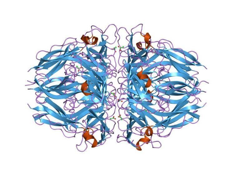 Type IV collagen C4 domain