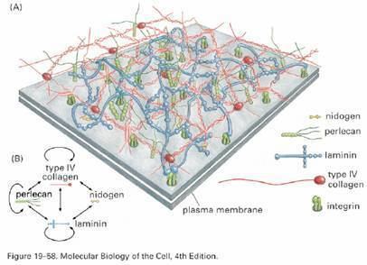 Type IV collagen group5histologyassigment Glomerular Filtration Apparatus Disease