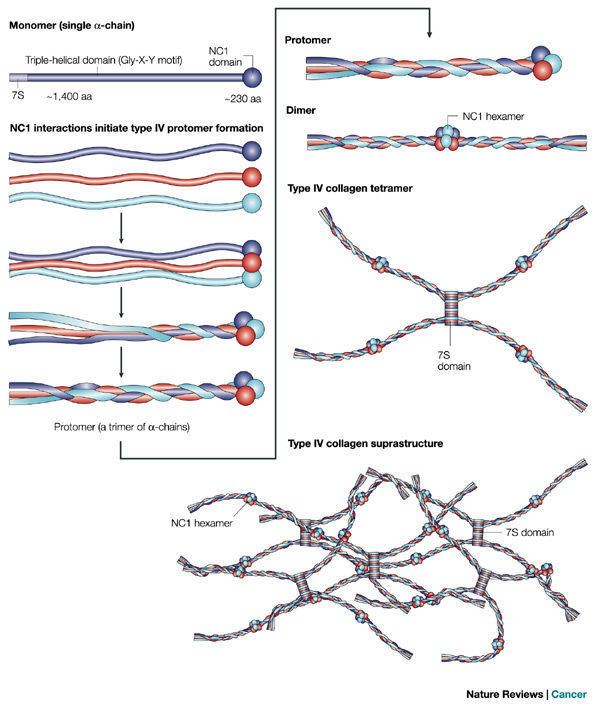 Type IV collagen Box 1 Basement membranes structure assembly and role in tumour