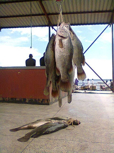 Types of fish in Uganda