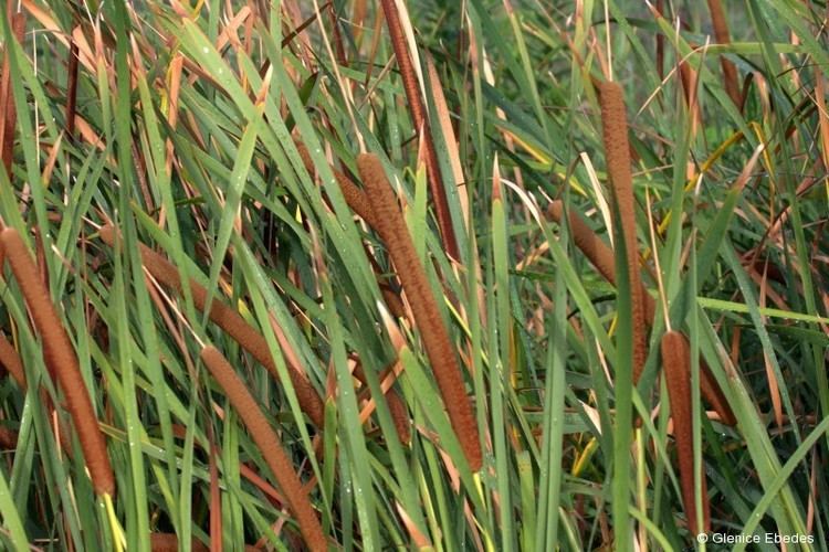 Typha capensis Typha capensis Bulrush PLANTBOOK