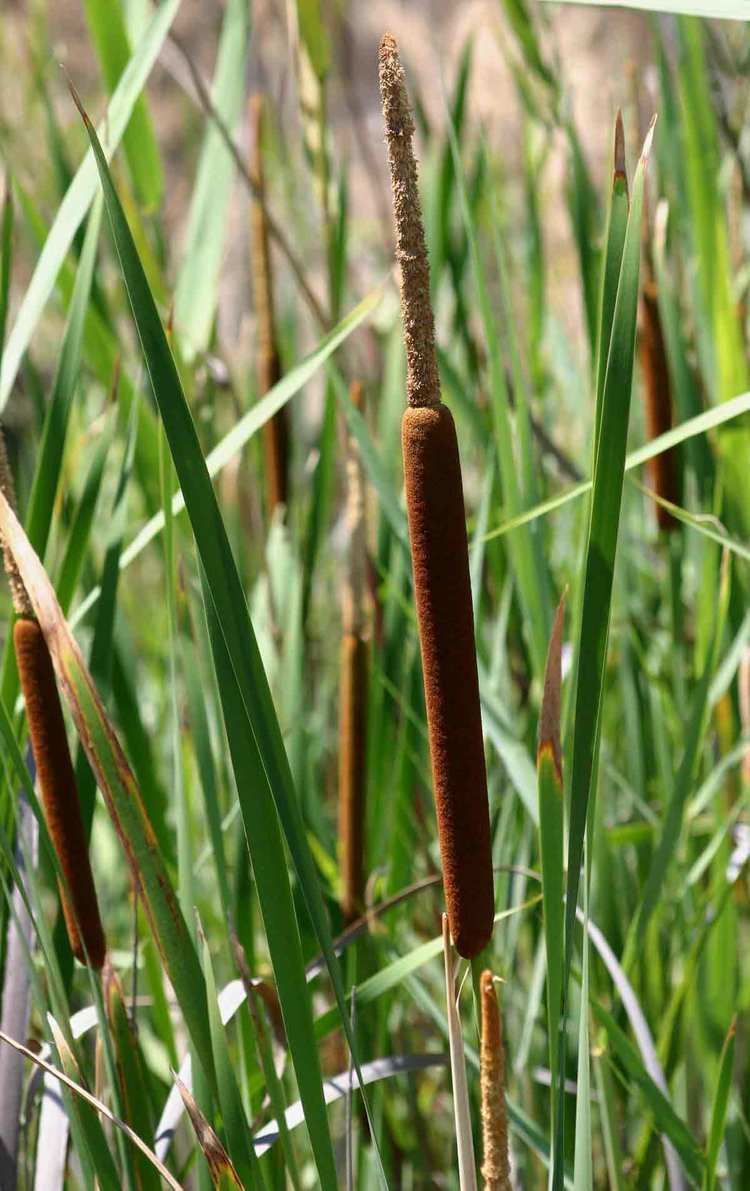 Typha capensis Flora of Zambia Species information individual images Typha capensis
