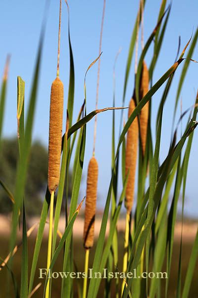 Typha domingensis Typha domingensis southern cattail