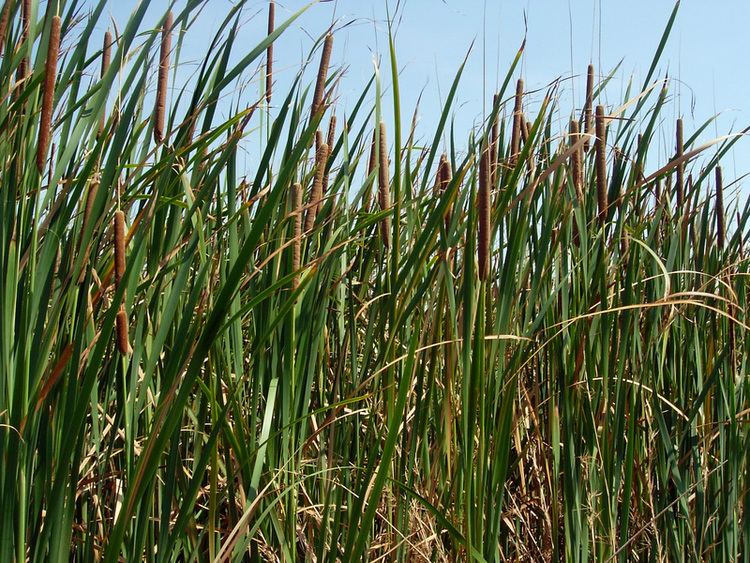 Typha domingensis Central African Plants A Photo Guide Typha domingensis Pers