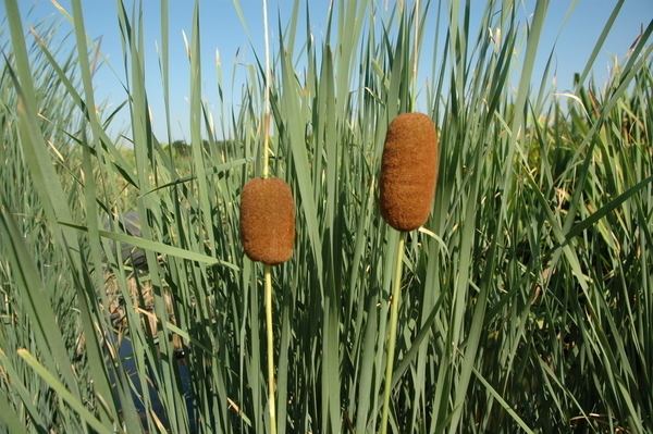 Typha laxmannii Typha laxmannii Graceful Cattail bare root Shallow Water Plants