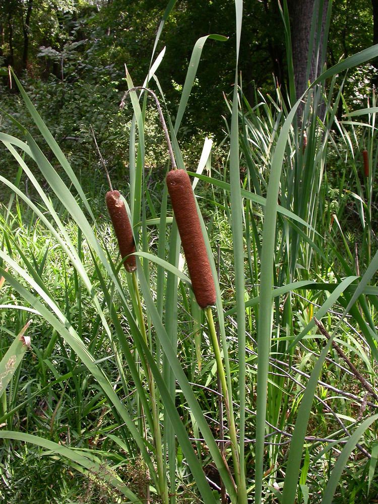 Typhaceae Typha latifolia Typhaceae image 12113 at PhytoImagessiuedu