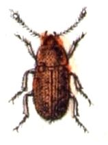 Typhaea stercorea httpsuploadwikimediaorgwikipediacommonsff