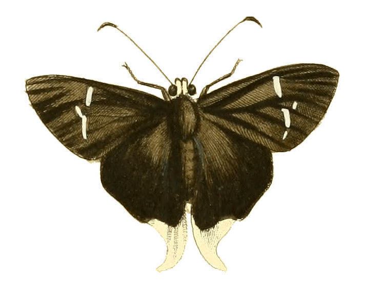 Typhedanus crameri