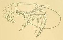 Typhlocaris galilea httpsuploadwikimediaorgwikipediacommonsthu