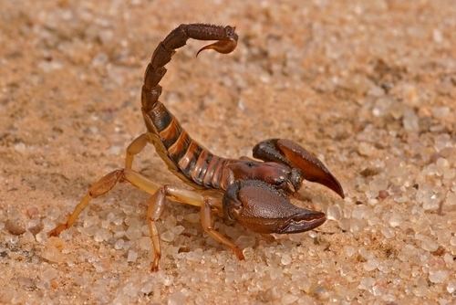 Typhlochactas mitchelli 10 Interesting Scorpion Facts My Interesting Facts