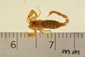 Typhlochactas mitchelli El escorpion Clasificacin