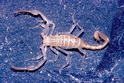 Typhlochactas mitchelli The Scorpion Files Typhlochactidae