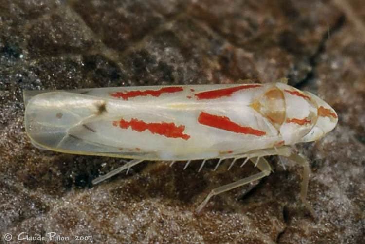 Typhlocybinae Liste des espces de cicadelles Cicadellidae Hmiptres