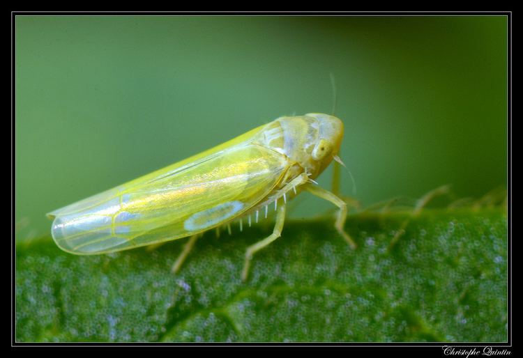 Typhlocybinae The World39s most recently posted photos of cicadellidae and