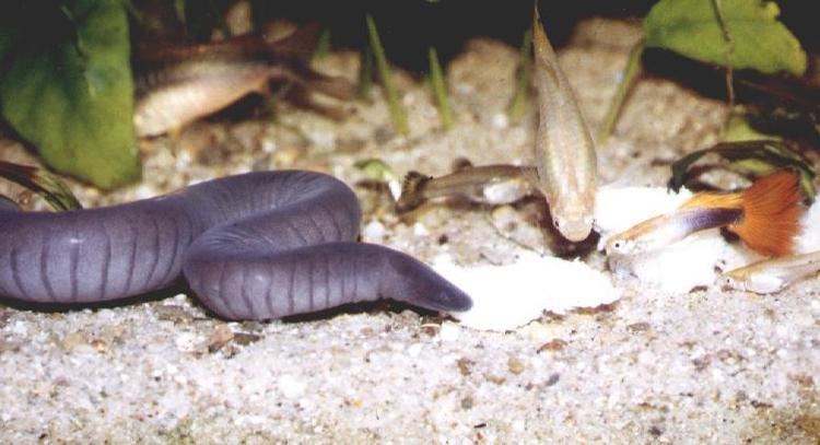 Typhlonectes Typhlonectes natans Rubber eel