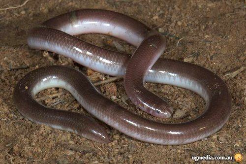 Typhlopidae Robust blind snake Anilios ligatus at the Australian Reptile