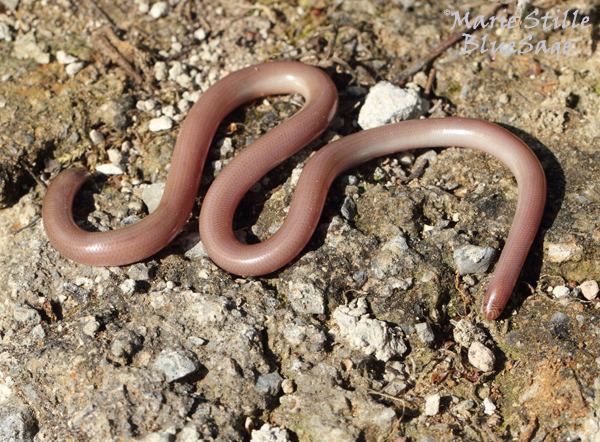 Typhlops vermicularis Snakes Bluesage Korfublogg