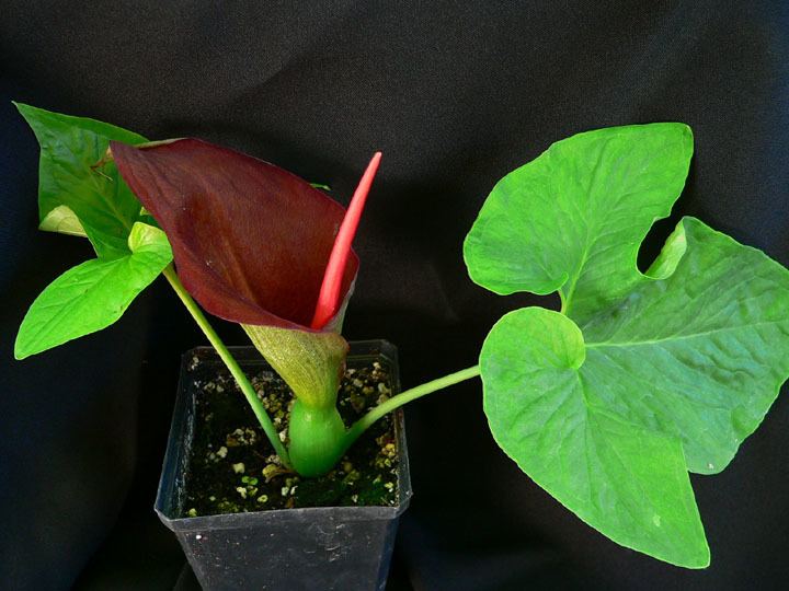 Typhonium in a black pot with two leaves and maroon flower buds