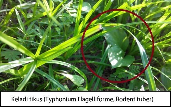Typhonium flagelliforme Cancer Cure Miracle Typhonium Flagelliforme Keladi tikus Laoshu