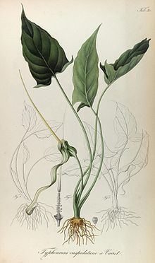 Typhonium flagelliforme httpsuploadwikimediaorgwikipediacommonsthu
