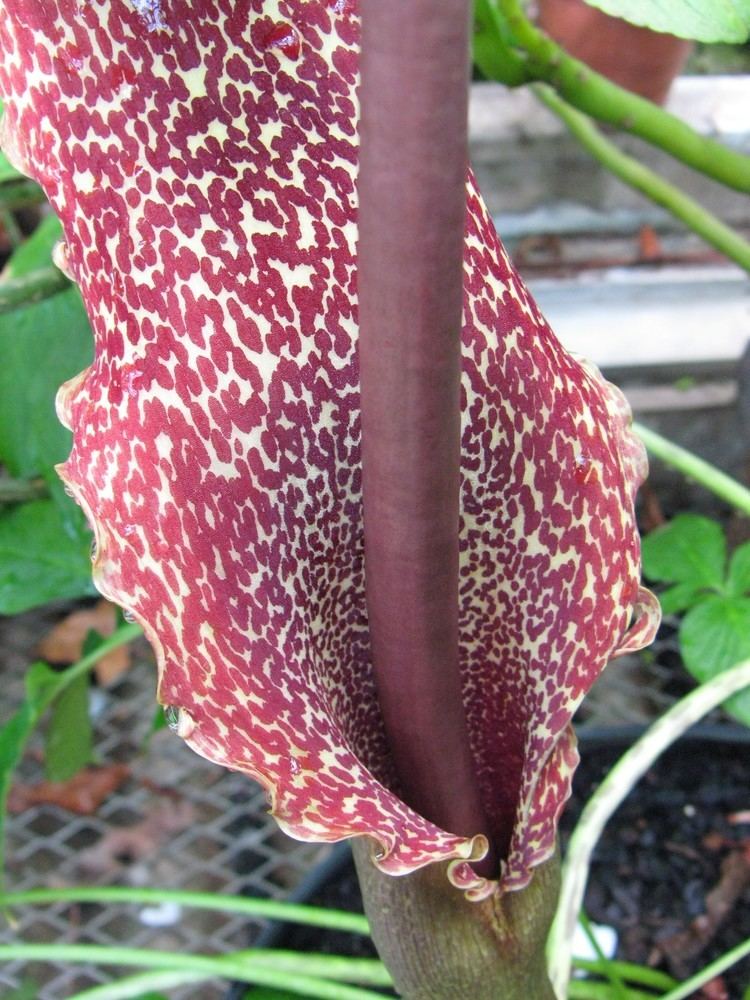 Typhonium venosum Sauromatum venosum Araceae Indian Voodo Lily