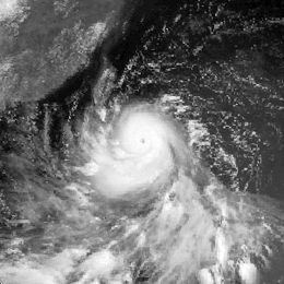 Typhoon Wayne (1983) httpsuploadwikimediaorgwikipediacommonsthu